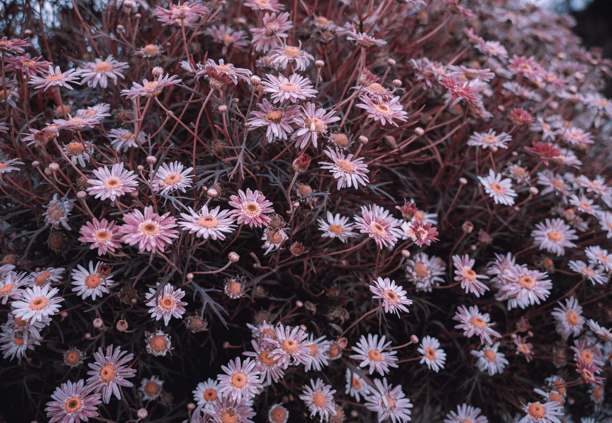 Designing a Flower Garden for All Seasons: A Step-by-Step Guide